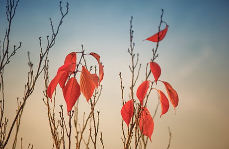 orange leaf plant under blue and white sky thumbnail