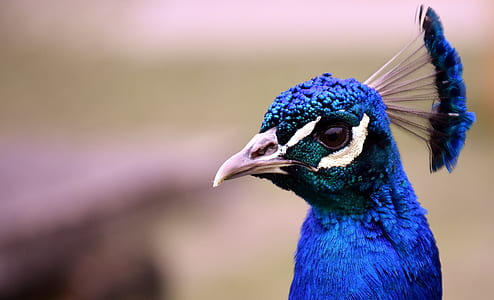 macro photography of blue peacock thumbnail
