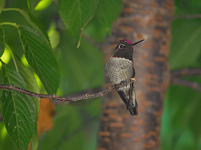 hummingbird perching on tree branch thumbnail