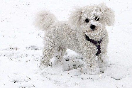 adult white Bolognese on snow area thumbnail