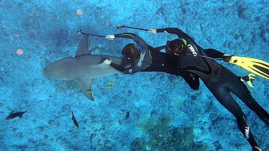 two person diving in water near gray shark thumbnail