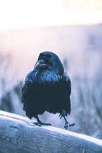 selective focus photography of black bird thumbnail