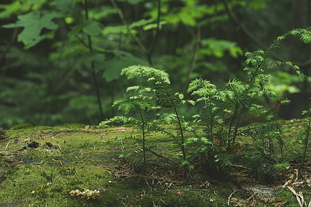 green leaf plant on green moss thumbnail