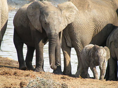 photo of elephants walking on shore beside body of water thumbnail