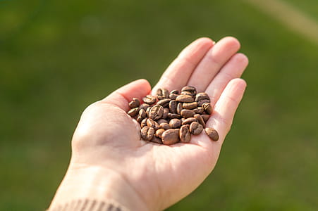 Person Holding Coffee Beans thumbnail