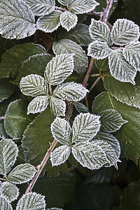 green leaves thumbnail
