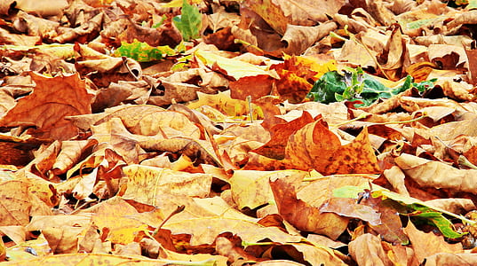 dry, leaves, ground, autumn thumbnail