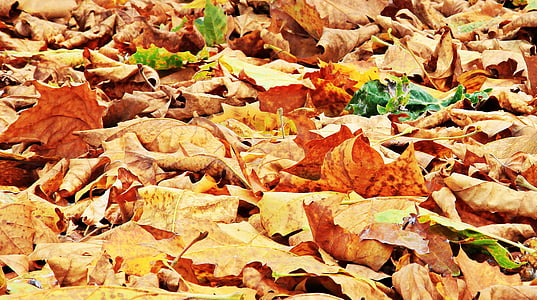 withered leaves on ground at daytime thumbnail