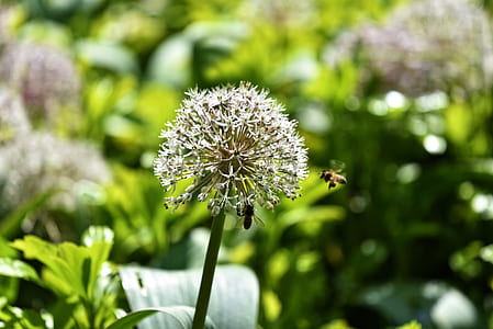 brown bee flying over flower thumbnail