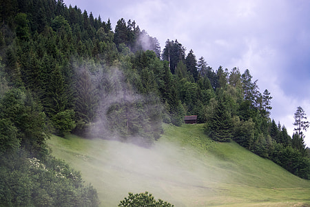 tall trees under white sky at daytime thumbnail