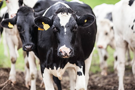 shallow focus photography of white and black cow thumbnail