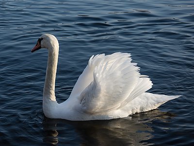 close-up photo of white mute swan on water thumbnail