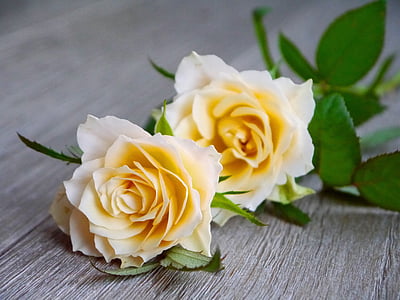 selective focus of yellow rose thumbnail