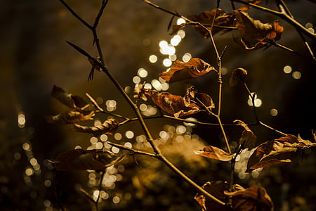 bokeh photography of tree branch thumbnail