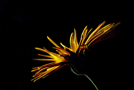close-up photo of yellow cluster flower thumbnail