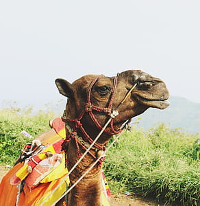 camel near green grass during daytime thumbnail