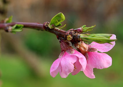 peach, fruit trees, flowering trees, spring, nature, flower thumbnail