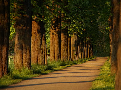 brown road surrounded by tree and grass during daytime thumbnail