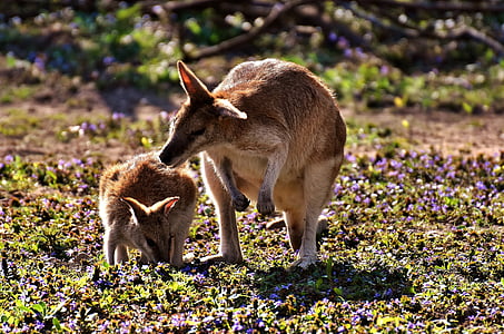 brown kangaroo and joey thumbnail
