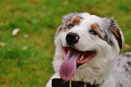 white and gray Australian shepherd puppy during daytime thumbnail