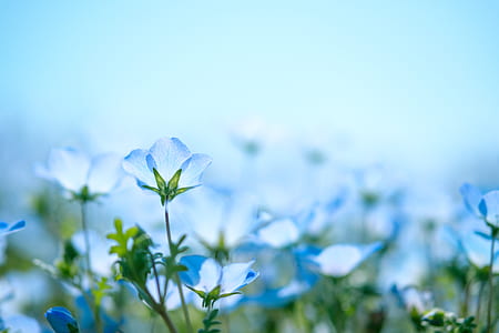 selective focus photography of blue petaled flowers thumbnail