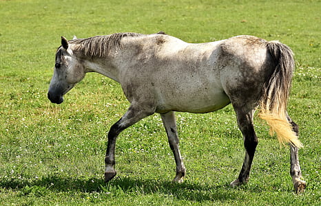 gray and brown horse walking on field thumbnail