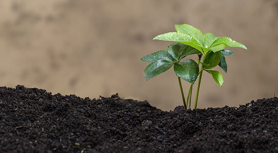 selective focus photography of green leaf plant on soil thumbnail