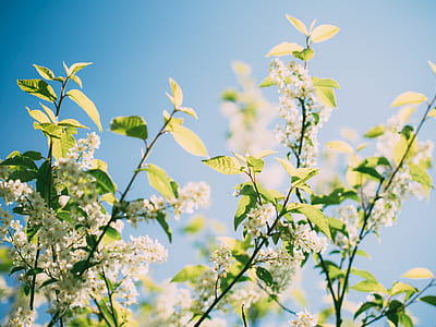 nature, flowers, branches, plant thumbnail