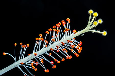 red hibiscus pollen grains and stamen macro photo thumbnail