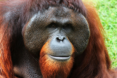 brown monkey at daytime thumbnail
