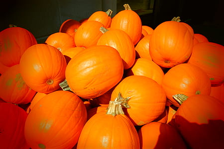 Pumpkin Lot thumbnail