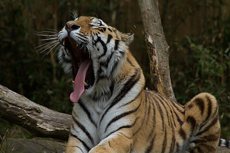 Bengal tiger opening its mouth thumbnail