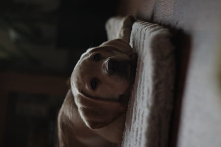 yellow Labrador retriever puppy lying on the brown sleepin bed thumbnail