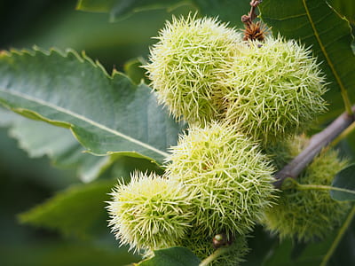 close up photo of green spiky fruit thumbnail