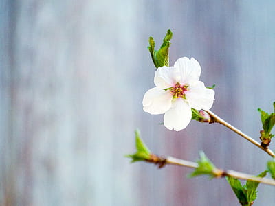 White flowers of a crab apple in bloom in spring. thumbnail
