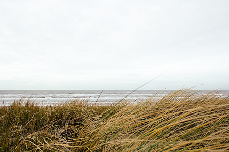 green grass near body of water thumbnail
