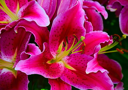 close-up photography of pink stargazer lilies in bloom thumbnail