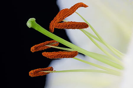 shallow focus photography of plant thumbnail
