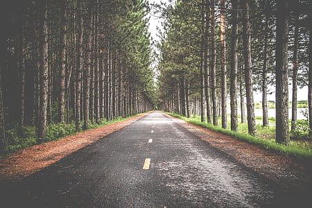 black asphalt road between green trees thumbnail