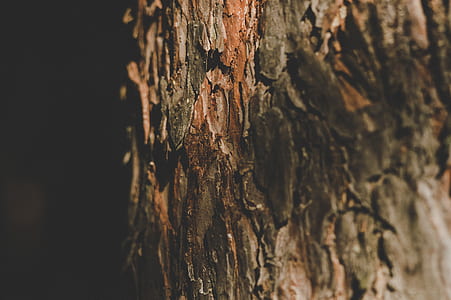 Tree Trunk thumbnail