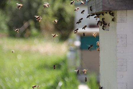 bees flying beside beehive thumbnail