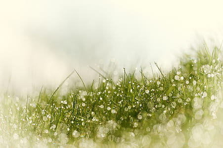 selective focus photography of green grass with water dew thumbnail