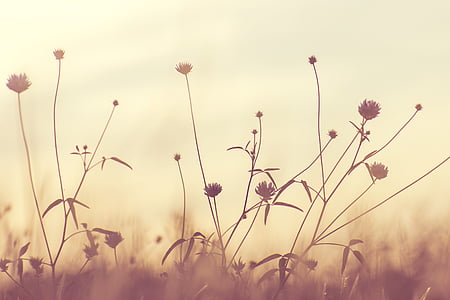 flowering weeds in sepia photography thumbnail