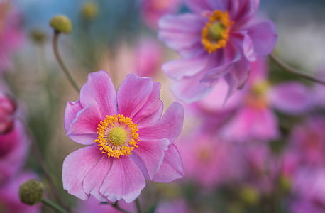 selective focus photography of pink poppies thumbnail