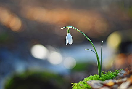 focus photography of white snowflake flower thumbnail