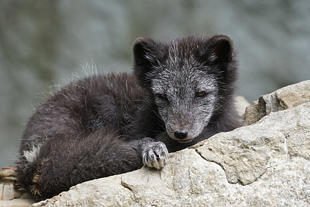 long-coated black animal sitting on gray concrete surface thumbnail