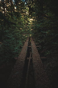 train railway surround by trees thumbnail