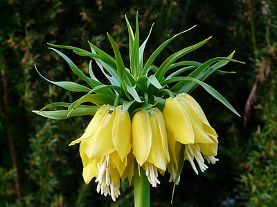 selective focus photography of yellow crown imperial flowers thumbnail