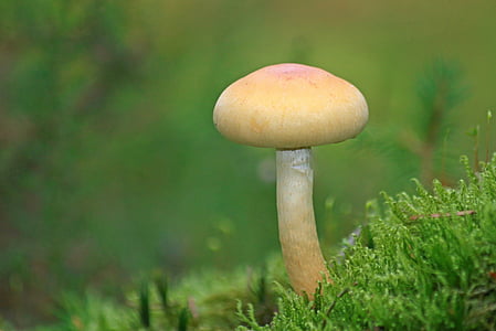 shallow focus photography of yellow mushroom during daytime thumbnail