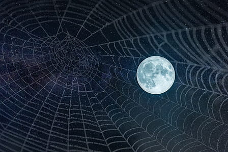 cobweb and full moon digital wallpaper thumbnail